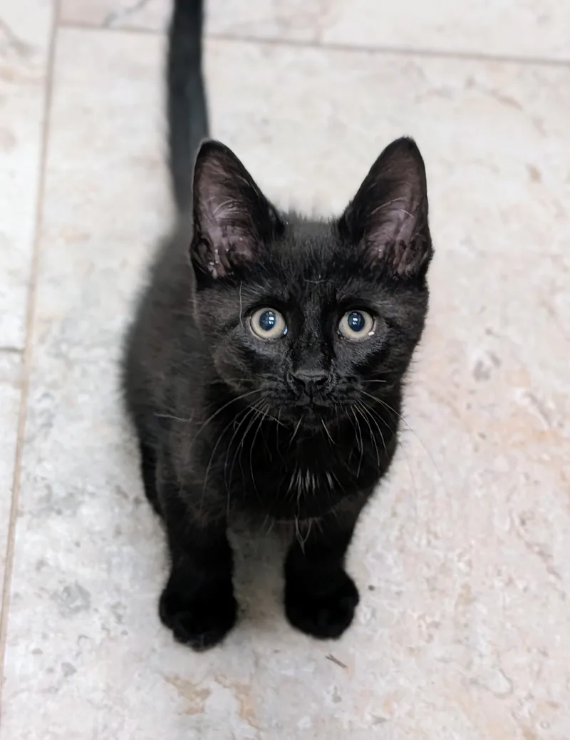 A baby small-sized male Domestic Short Hair cat named Coal for adoption in Punta Gorda , FL
