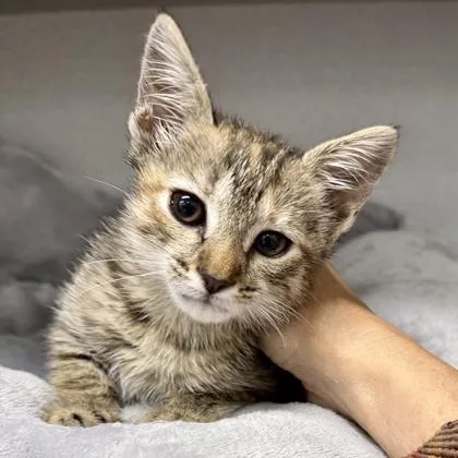 A baby small-sized female Black Domestic Short Hair cat named Birdie for adoption in Atlanta, GA