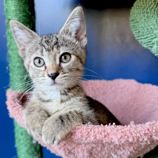 A young small-sized female Domestic Short Hair cat named Opal for adoption in Bonsall, CA