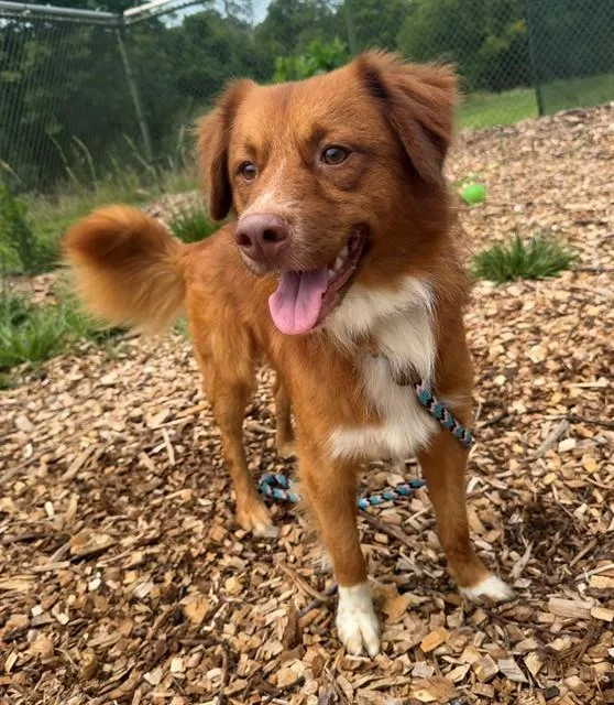 A young medium-sized male Nova Scotia Duck Tolling Retriever dog named Grover for adoption in Leesburg, VA