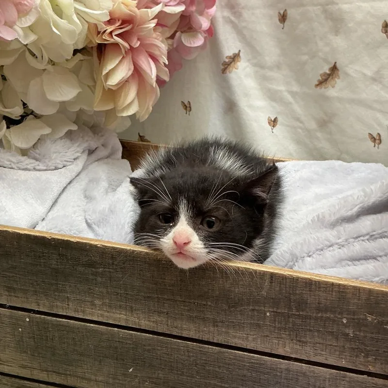 A baby small-sized female White American Shorthair cat named Oreo for adoption in Newberg, OR