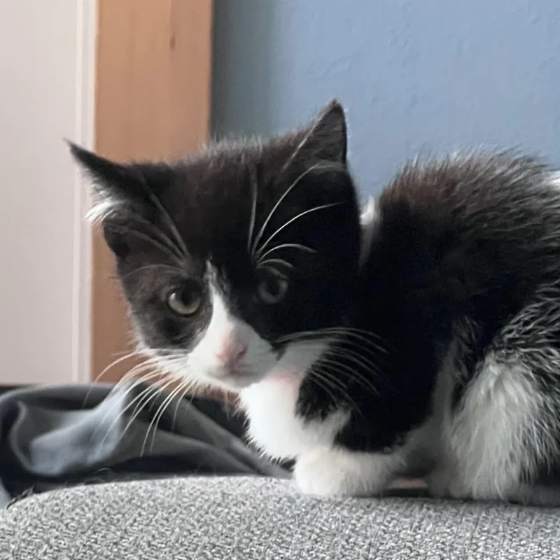 Oreo thumbnail 2