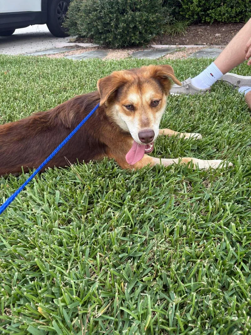 A young medium-sized male Australian Shepherd dog named Rusty for adoption in Houston, TX