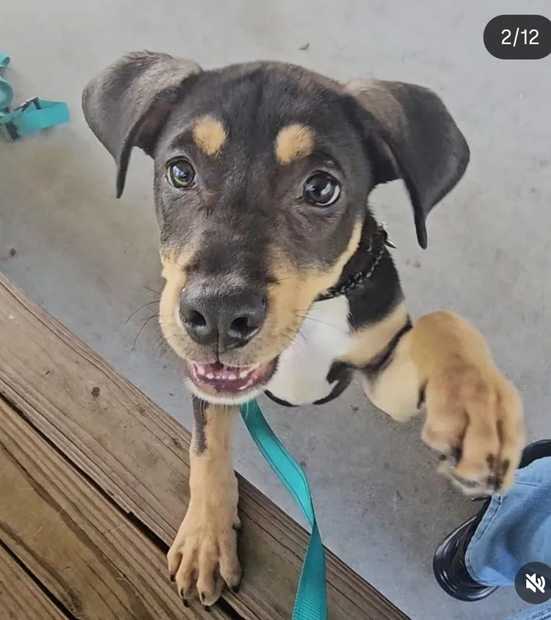 A baby medium-sized male Black and Tan Coonhound dog named Rocky for adoption in Fort Myers, FL