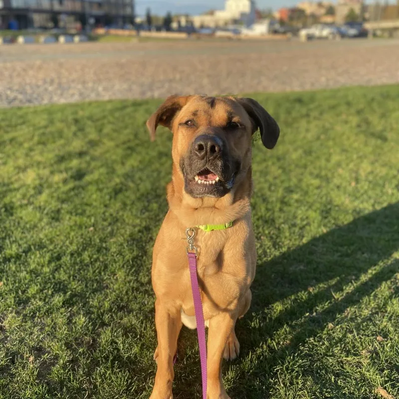 An adult large-sized female Rhodesian Ridgeback dog named Honey Bear for adoption in Bellingham, WA