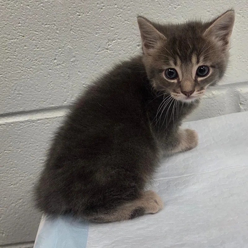 A baby small-sized male Gray / Blue / Silver Domestic Short Hair cat named Mac for adoption in Chattanooga, TN