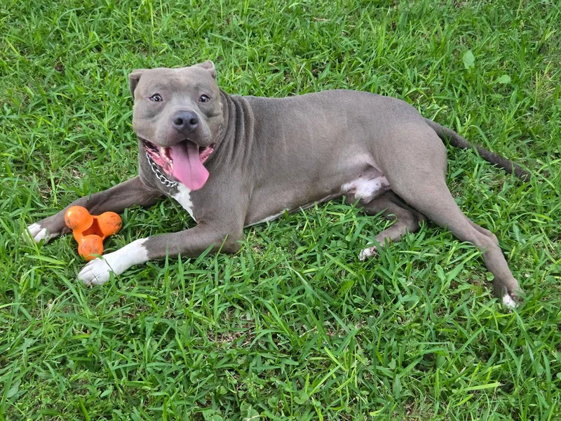 Rhett Butler thumbnail 2