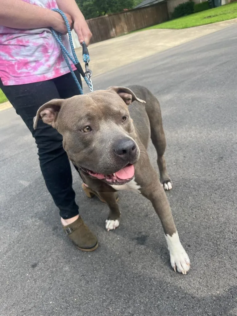 Rhett Butler thumbnail 3