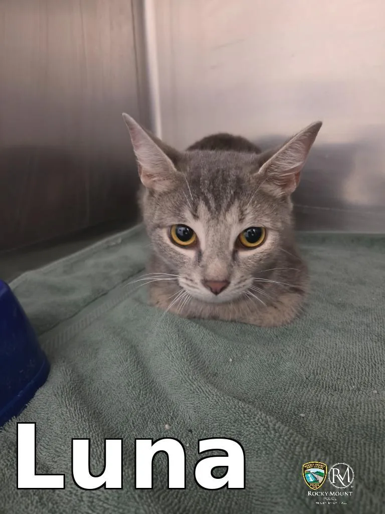 A young medium-sized female Domestic Short Hair cat named Luna for adoption in Rocky Mount, NC