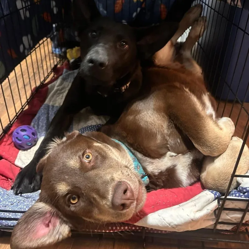 Rifty Roo thumbnail 2