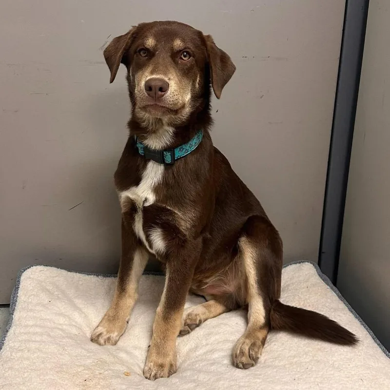 Rifty Roo thumbnail 6