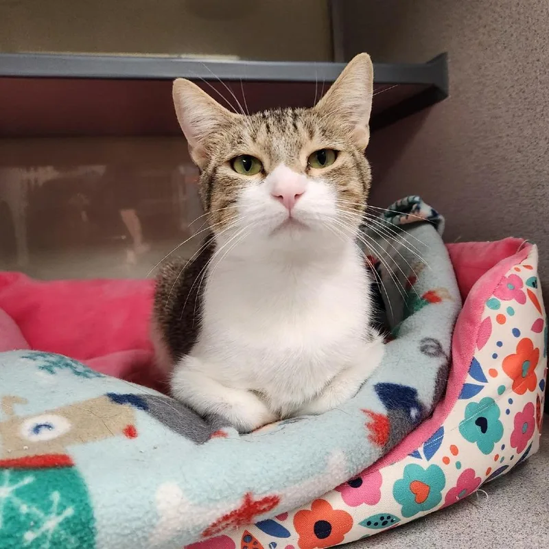 A young medium-sized female Brown / Chocolate Domestic Short Hair cat named Squash for adoption in Colorado Springs, CO