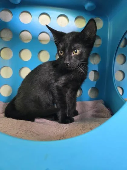 A baby small-sized male Domestic Short Hair cat named Messi for adoption in Honolulu, HI