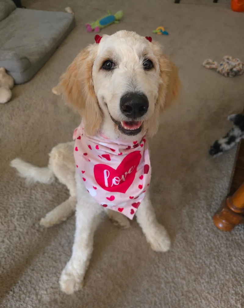 A young medium-sized female White / Cream Goldendoodle dog named Nala for adoption in San Antonio, TX