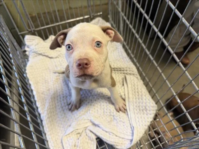 A baby small-sized female Pit Bull Terrier dog named Lenny for adoption in Tulsa, OK