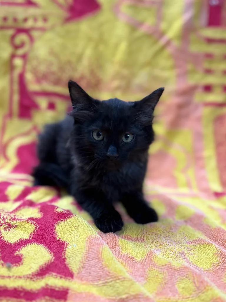 A baby medium-sized male Domestic Long Hair cat named Jose for adoption in Vacaville, CA