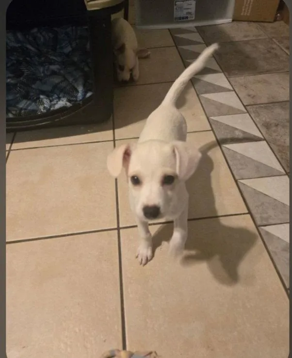 A young medium-sized male Chihuahua dog named Waffles for adoption in Mentone, CA
