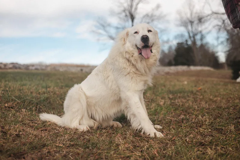 Josephine thumbnail 4