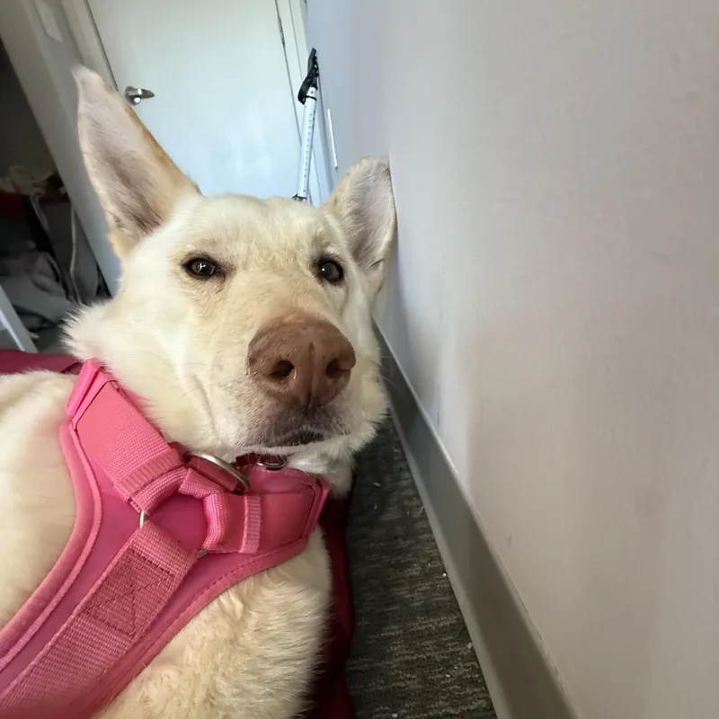 Buttermilk thumbnail 3