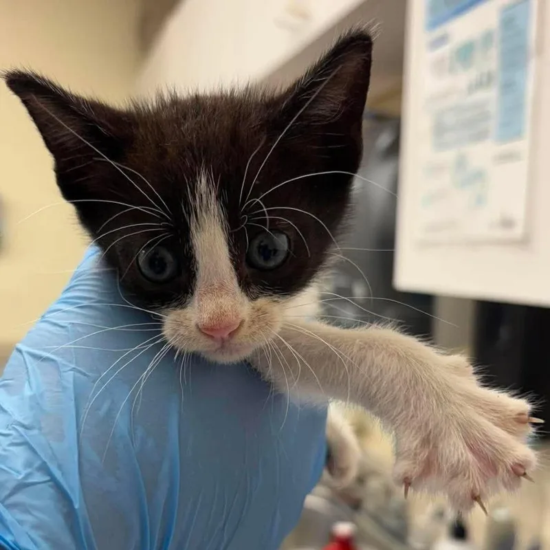 A baby small-sized female Black Domestic Short Hair cat named Cherry for adoption in Bastrop, TX