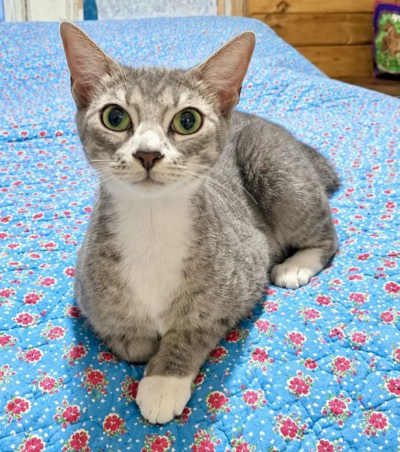 A baby small-sized female Tabby (Gray / Blue / Silver) Domestic Short Hair cat named Ivy for adoption in Johnson City, TN