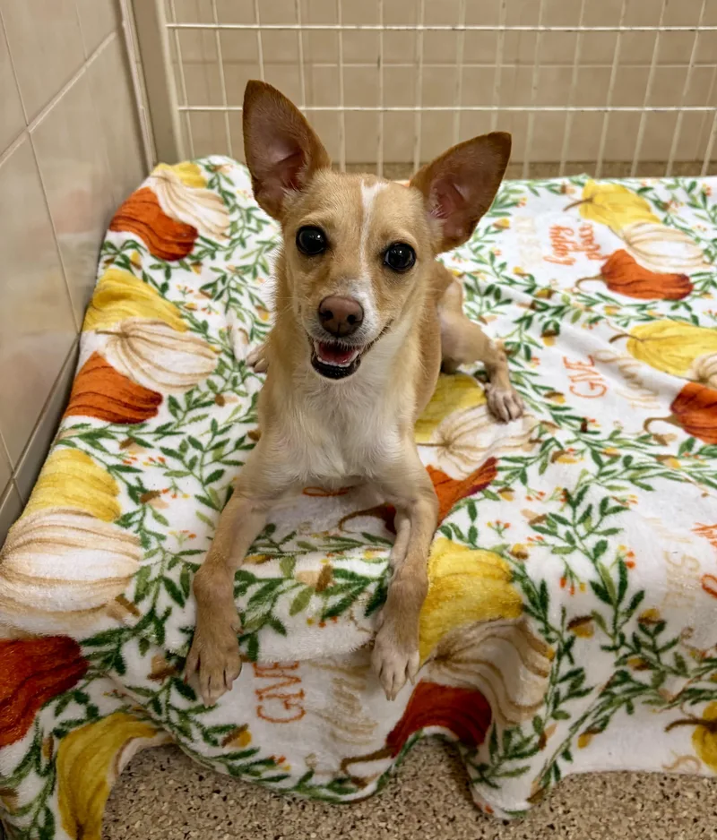 An adult small-sized female Chihuahua dog named Elle Woods for adoption in Kerrville, TX