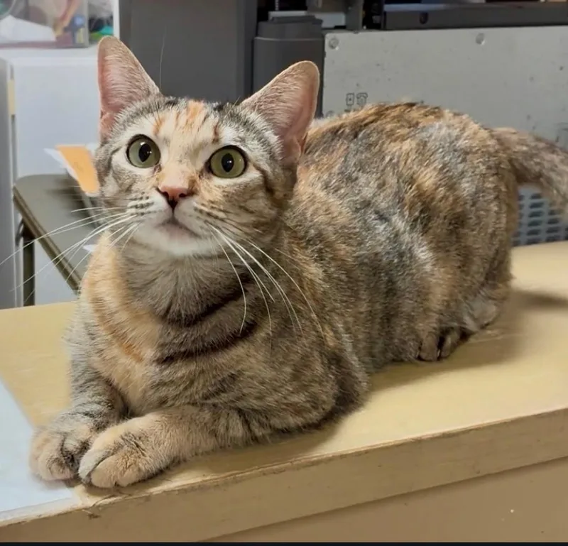 A baby medium-sized female Torbie Domestic Short Hair cat named Miley for adoption in San Antonio, TX