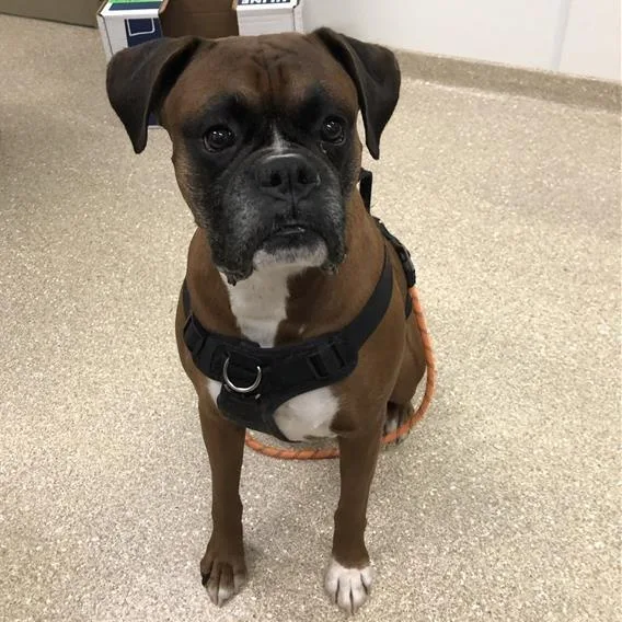 A senior large-sized male Brown / Chocolate Boxer dog named Choco for adoption in Prince Frederick, MD