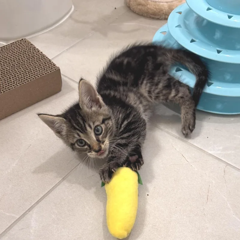 A baby small-sized male Black Domestic Short Hair cat named Argus for adoption in Fredericksburg, VA