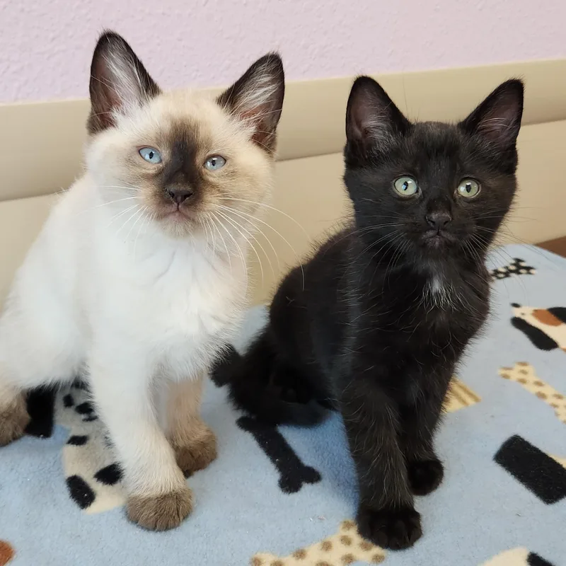 A baby medium-sized male Siamese cat named Dylan & Mark for adoption in Marshfield, WI