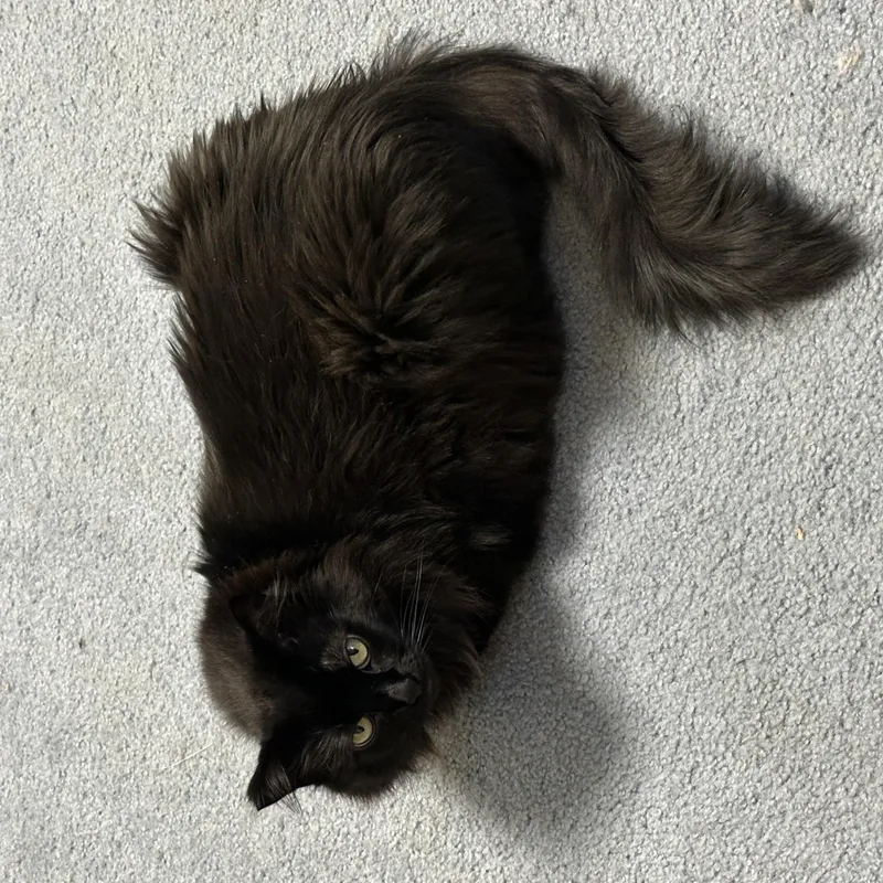 Bobby & Piper  thumbnail 4