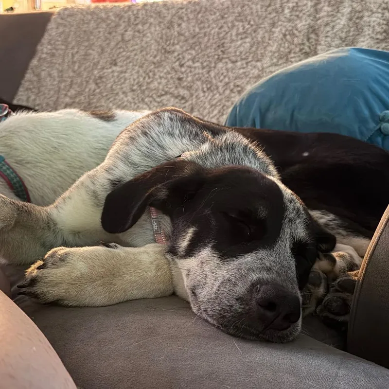 A baby medium-sized female Black Mixed Breed dog named Shep for adoption in Fredericksburg, VA