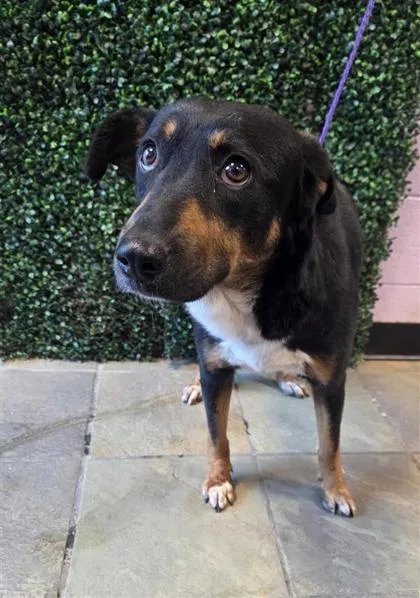 An adult medium-sized female Black Mixed Breed dog named Queen for adoption in El Paso, TX
