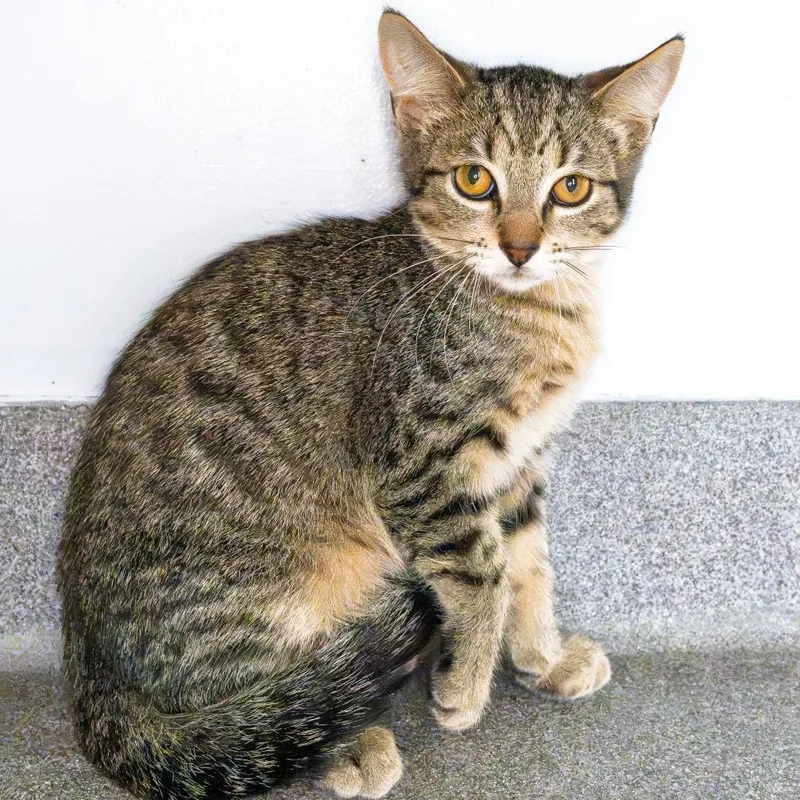 A baby small-sized male Brown / Chocolate Domestic Short Hair cat named Mr. Green for adoption in South Elgin, IL