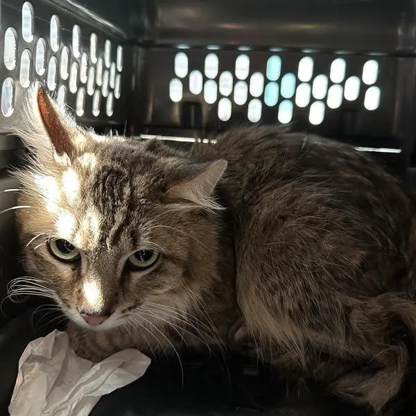 A young medium-sized male Brown / Chocolate Domestic Medium Hair cat named Forklift for adoption in Hawthorne, CA