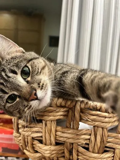 A young medium-sized female Tabby (Gray / Blue / Silver) Tabby cat named Angel for adoption in Peapack, NJ