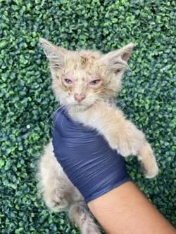 A baby small-sized male Orange / Red Domestic Short Hair cat named 61754529 for adoption in El Paso, TX