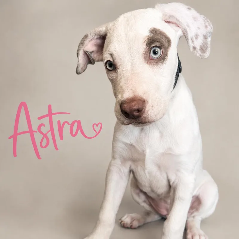 Astra thumbnail 4