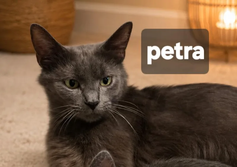Petra