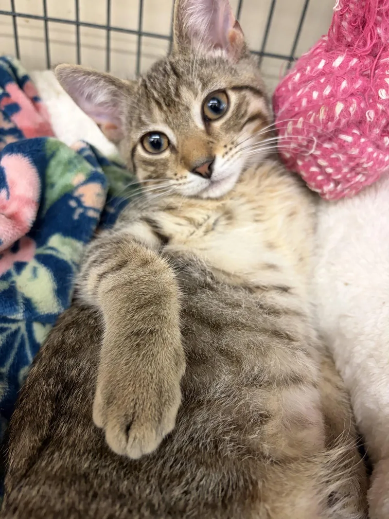 A young medium-sized female Tabby cat named Autumn for adoption in Smithtown, NY