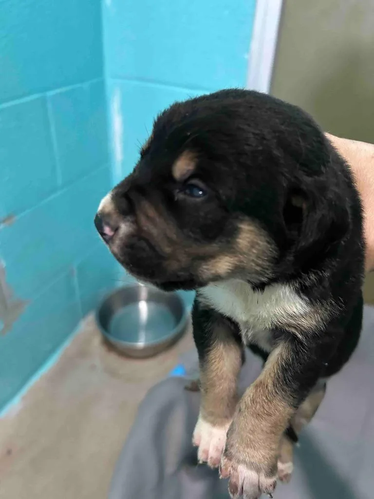 A baby medium-sized male Cane Corso dog named Blaze for adoption in Glen Rose, TX