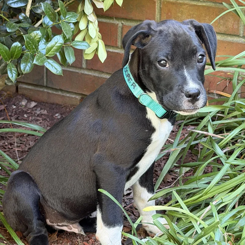 A baby medium-sized male Black Boxer dog named Cooper for adoption in Corinth, MS