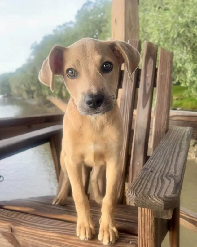 A baby medium-sized female Brown / Chocolate Mixed Breed dog named Rosie for adoption in Eutawville, SC
