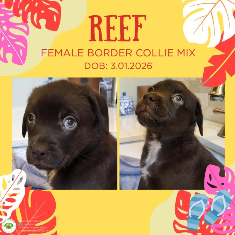 A baby medium-sized female Black Border Collie dog named Reef for adoption in Pottstown, PA