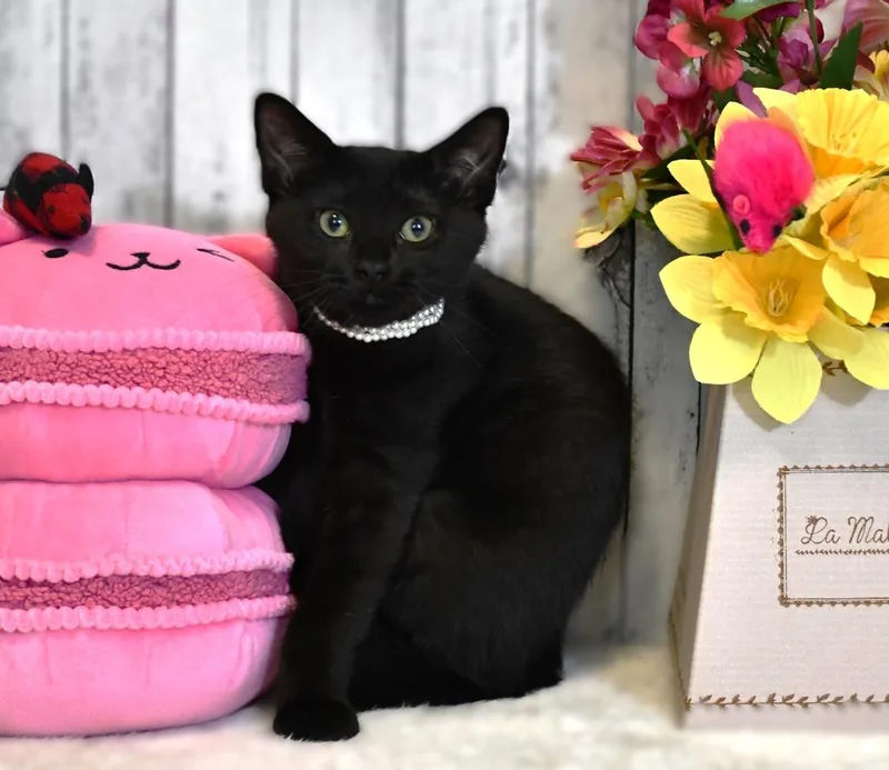 A baby small-sized female Domestic Short Hair cat named Hadley for adoption in Roanoke, TX