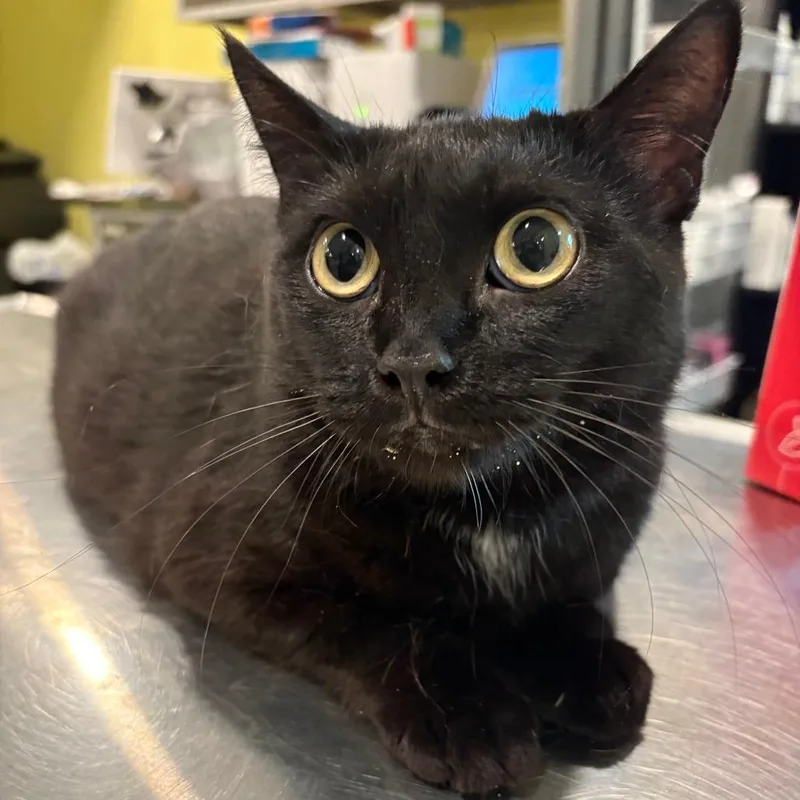 An adult small-sized female Black Domestic Short Hair cat named Val for adoption in West Des Moines, IA