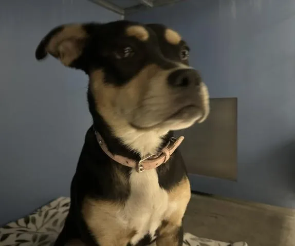A young medium-sized female Pit Bull Terrier dog named Phoebe for adoption in San Bernardino, CA