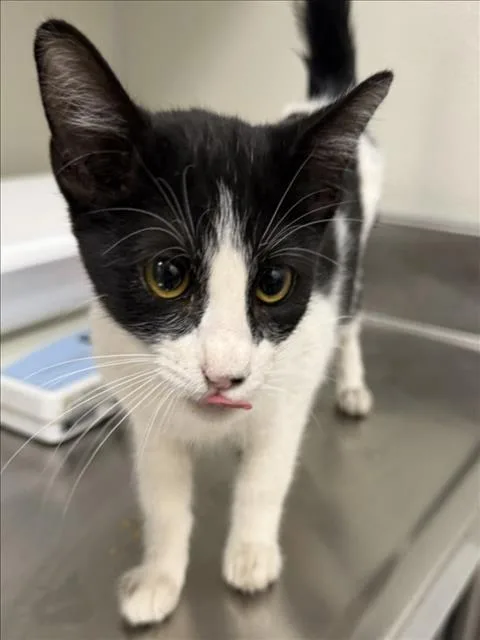A baby small-sized female Domestic Short Hair cat named Pita for adoption in Tracy, CA