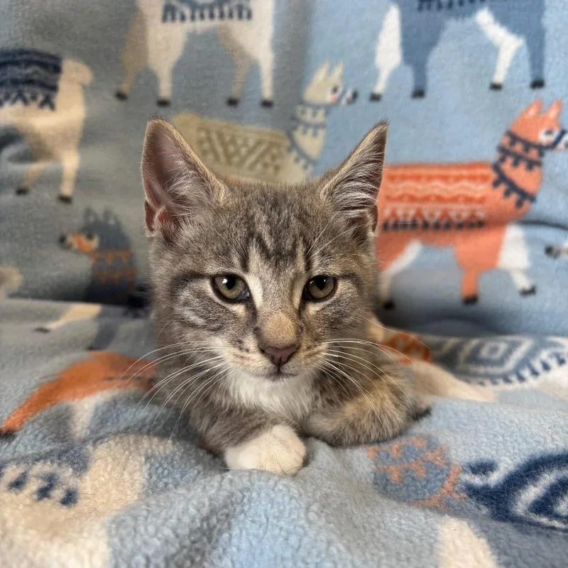A baby small-sized male Gray / Blue / Silver Domestic Short Hair cat named Brewski for adoption in Mount Juliet, TN