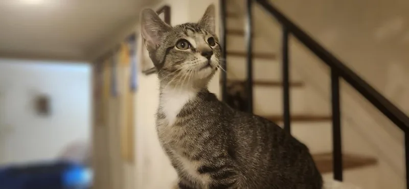 A baby small-sized male Domestic Short Hair cat named Nugget for adoption in Henrico, VA